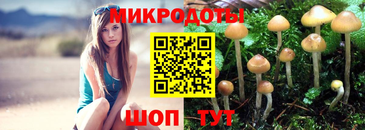 Галлюциногенные грибы Psilocybe Нарткала